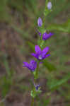 Prairie Venus' looking-glass